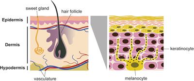 Melanoma in the Eyes of Mechanobiology